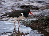 Galapagos 6-2-11 Bartolome American Oystercatcher I walked to the far end of the beach where I spotted an American oystercatcher with their long, heavy, blood-red bill piping long the shore.